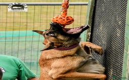 Belgian Shepherd Dog dogs for sale: Top working line puppies  - Image 11