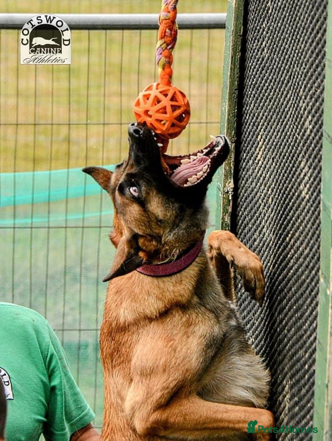 Belgian Shepherd Dog dogs for sale: Top working line puppies  - Image 11