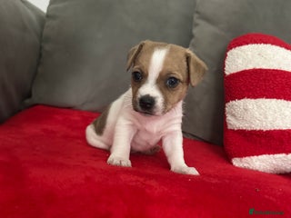 Jack Russell dogs 3 beautiful Jack russels left - Advert 18