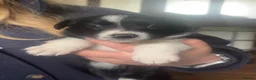 Border Collie dogs for sale: 7 Gorgeous Grey Merle Puppies  in Flint - Advert 12