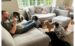 English Setter dogs for adoption: Jomer in New Romney - Image 19