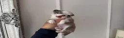 Chihuahua dogs for sale: 🐾🩶 OUTSTANDING litter of EXCEPTIONAL Chihuahuas - Advert 26