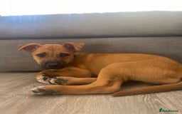 Mixed Breed dogs for sale: Puppy for sale  - Image 3