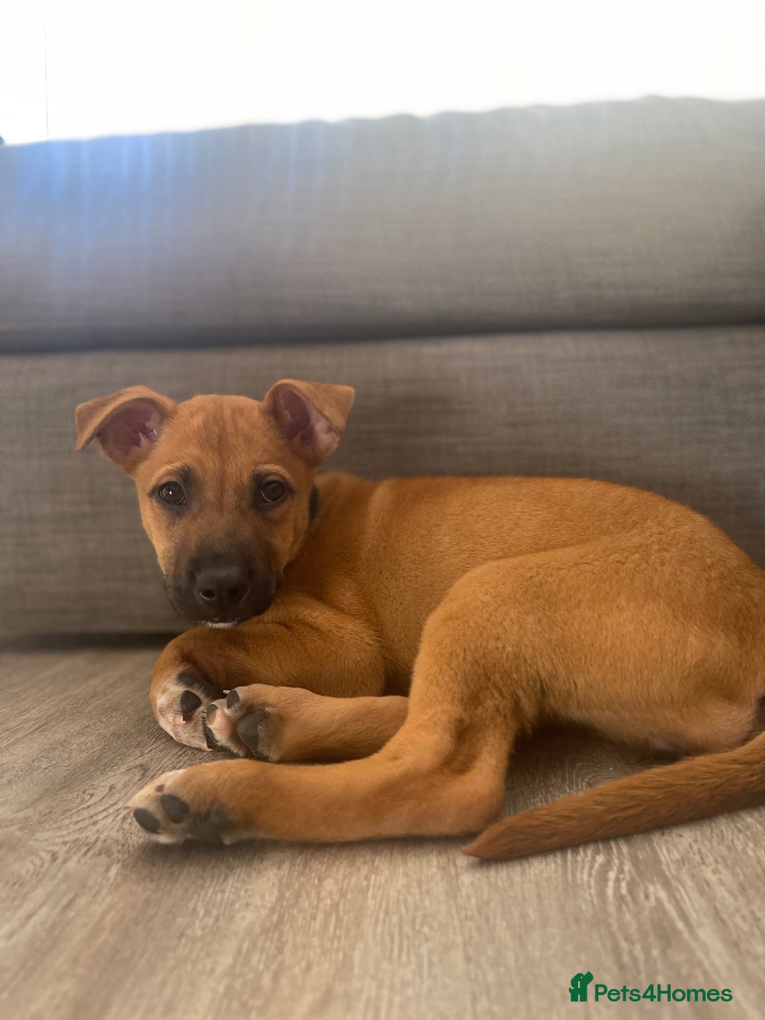 Mixed Breed dogs for sale: Puppy for sale  - Image 3