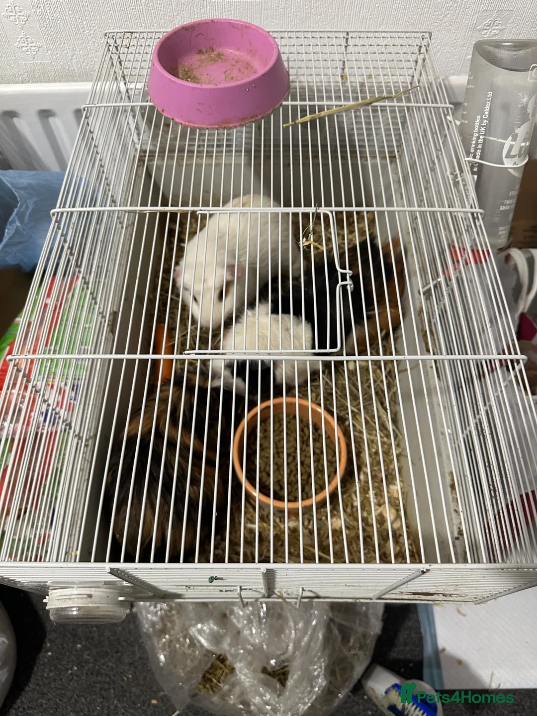 Guinea Pig rodents for sale: 4 Lovely Guinea Looking New Homes – Cages Included - Advert 8