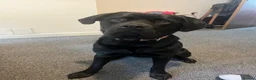 Mixed Breed dogs for sale: 1 year old rottador in Carmarthen - Advert 2