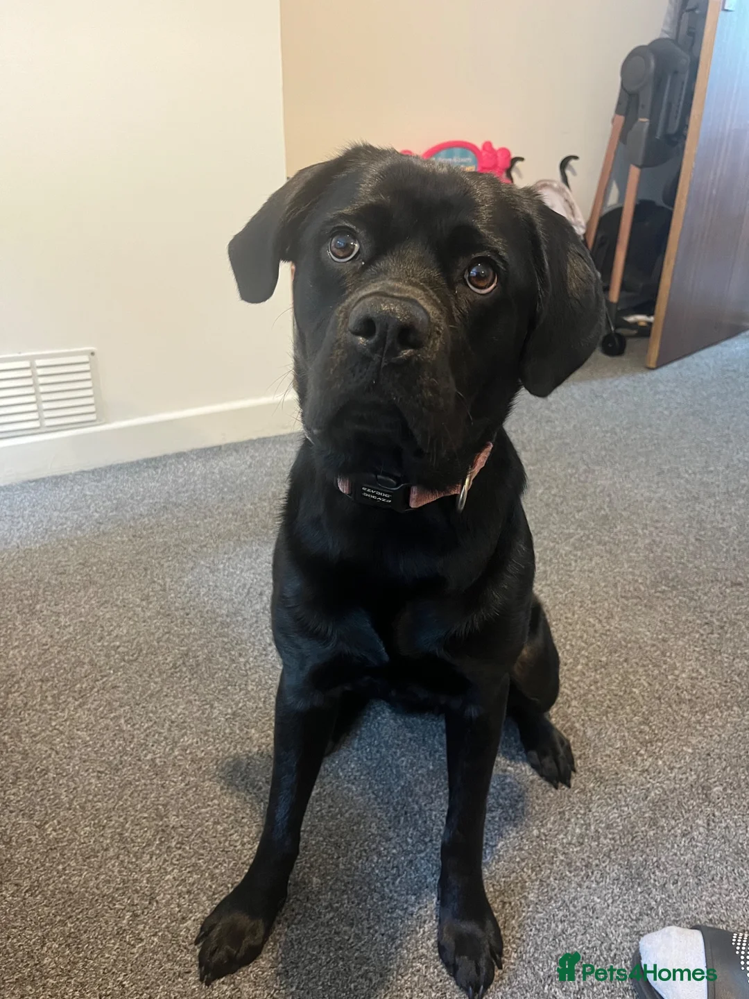 Mixed Breed dogs for sale: 1 year old rottador in Carmarthen - Advert 2