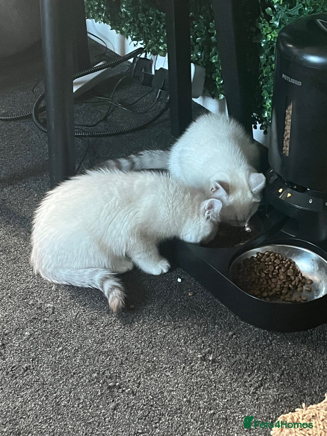 British Shorthair cats for sale: BRITISH SHORTHAIR KITTENS - Advert 3