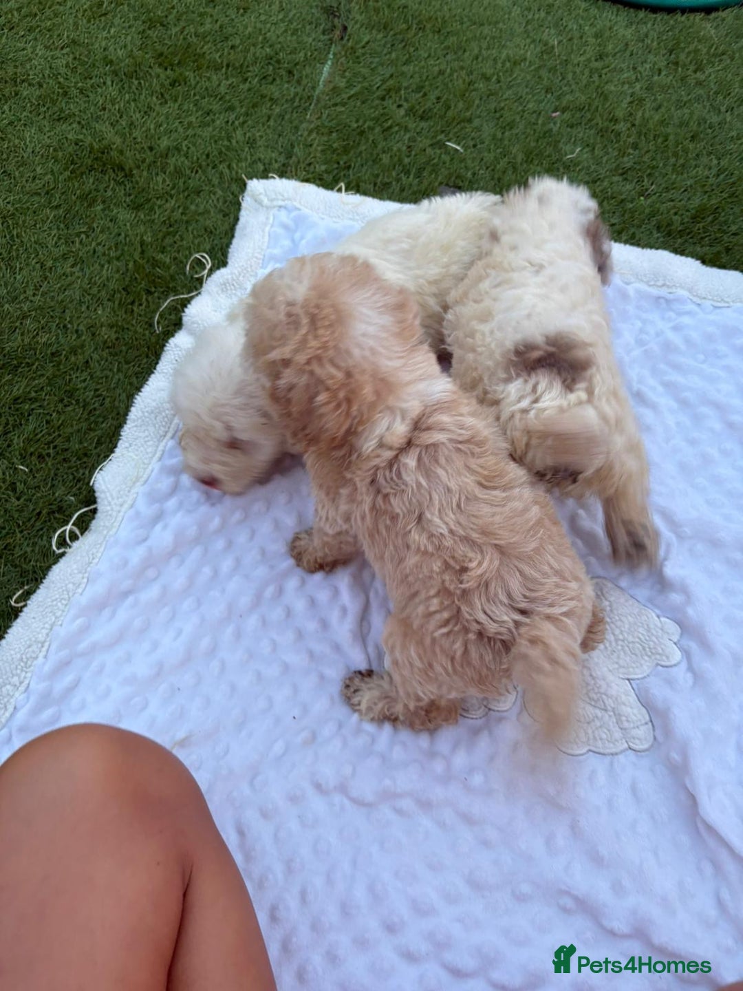 Cockapoo dogs for sale: F2  cockapoo puppies  - Image 21