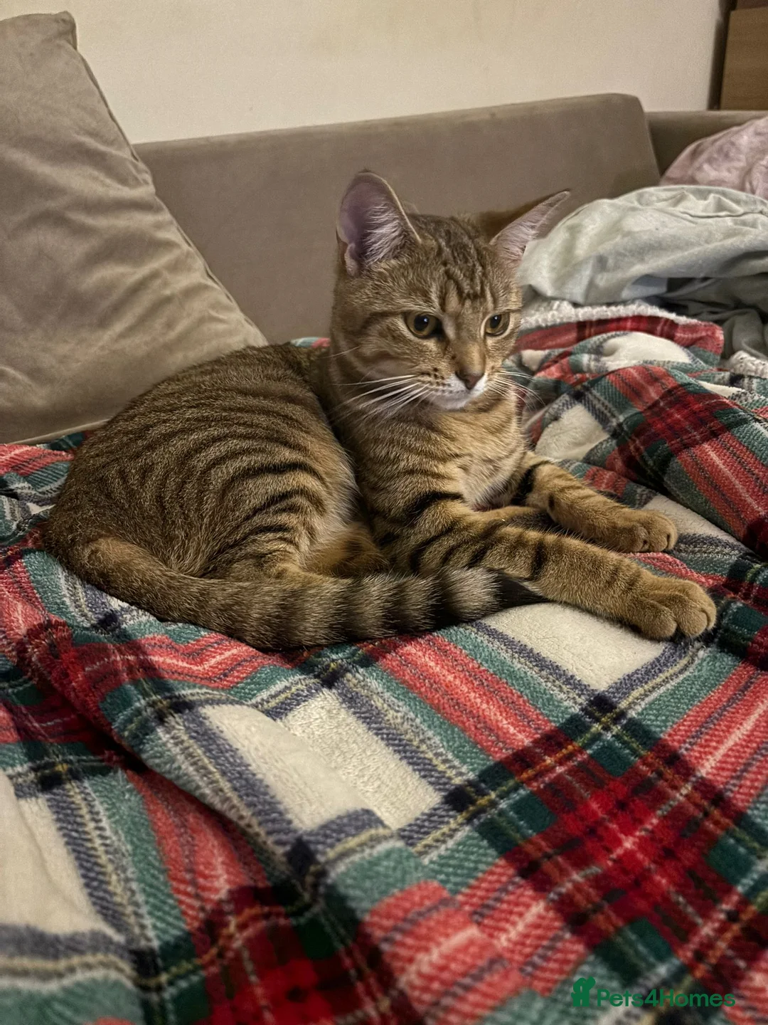 Mixed Breed cats for sale: 8 month old female tabby kitten in London - Advert 1