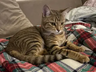 Mixed Breed cats 8 month old female tabby kitten - Advert 4