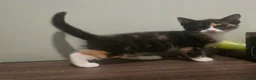 Mixed Breed cats for sale: 4 Gorgeous Kittens ( Price Varies)  - Advert 4