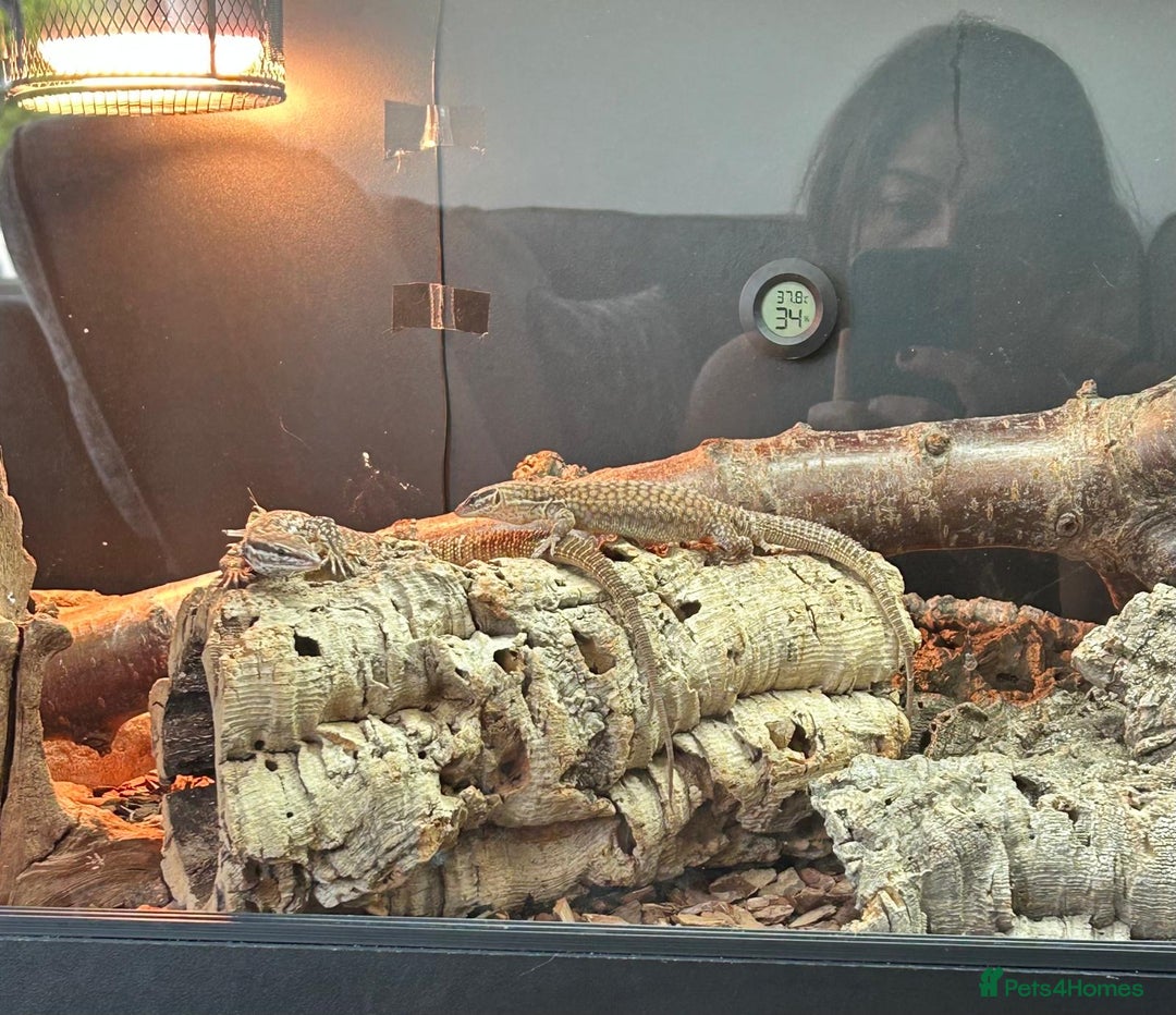 Monitor reptiles for sale: Ackie Monitors & Boa  - Advert 7