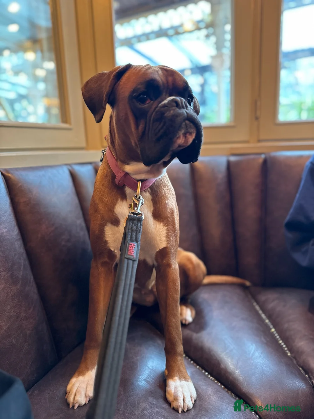Boxer dogs for sale: Bouncy Boxer Beau - Advert 2