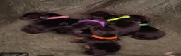 Dachshund dogs for sale: 🐾 STUNNING DACHSHUND PUPPIES 🏡💕  - Advert 3