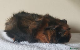 Guinea Pig rodents for sale: Baby Purebred Abyssinian Sow Guinea Pig - Advert 2