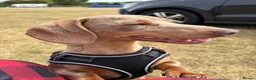 Miniature Dachshund dogs for sale: 2 miniature daschunds looking for loving homes in Port Talbot - Advert 4