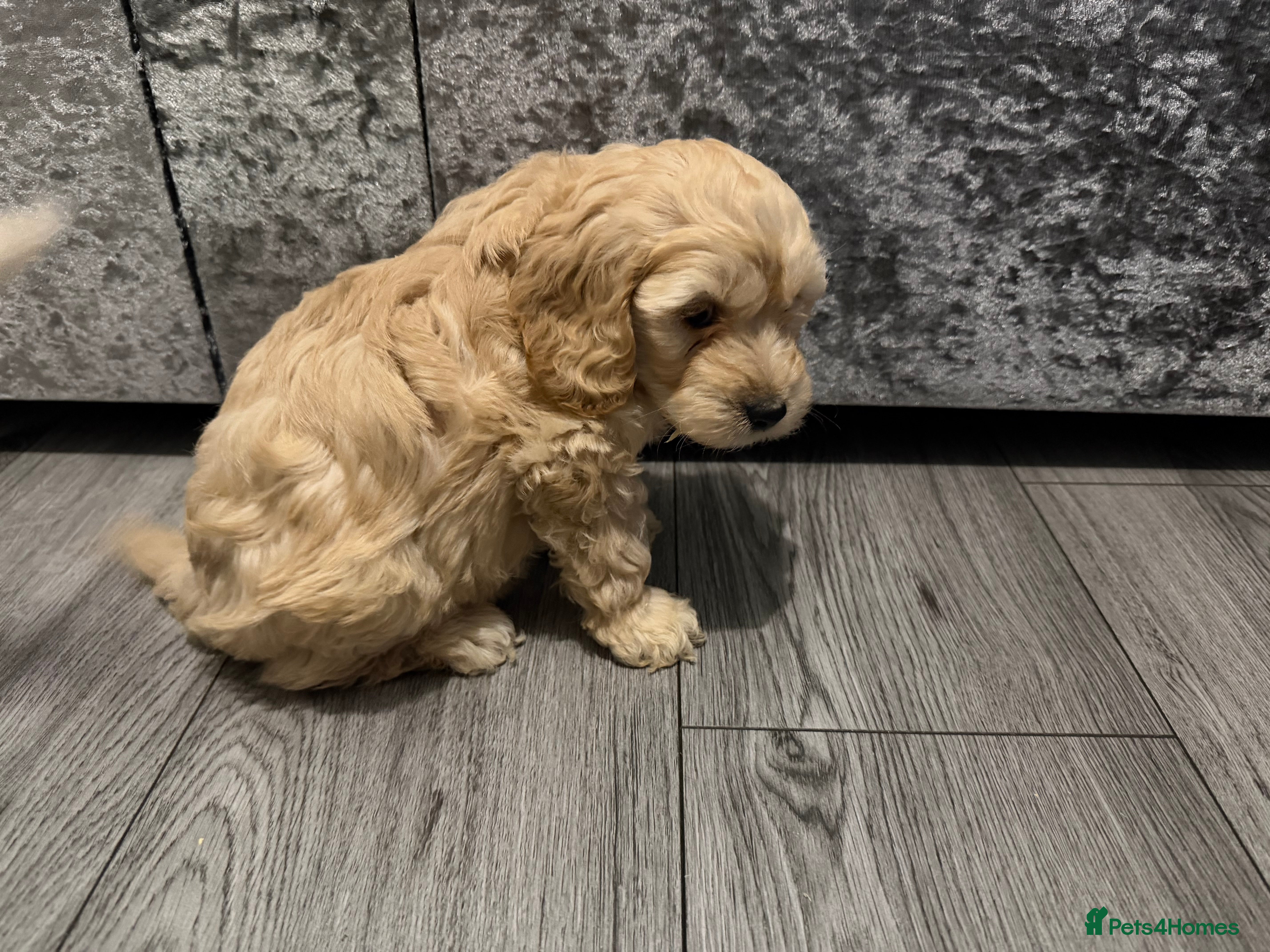 Cockapoo dogs Cocker poo puppies for sale  - Advert 3