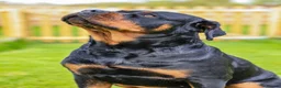 Rottweiler dogs for sale: Beautiful Adult  Rottweiler- Tilly 🐾🐾🐾 - Advert 3