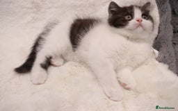 British Shorthair cats for sale: Champion Bloodlines BSH kittens  - Image 14