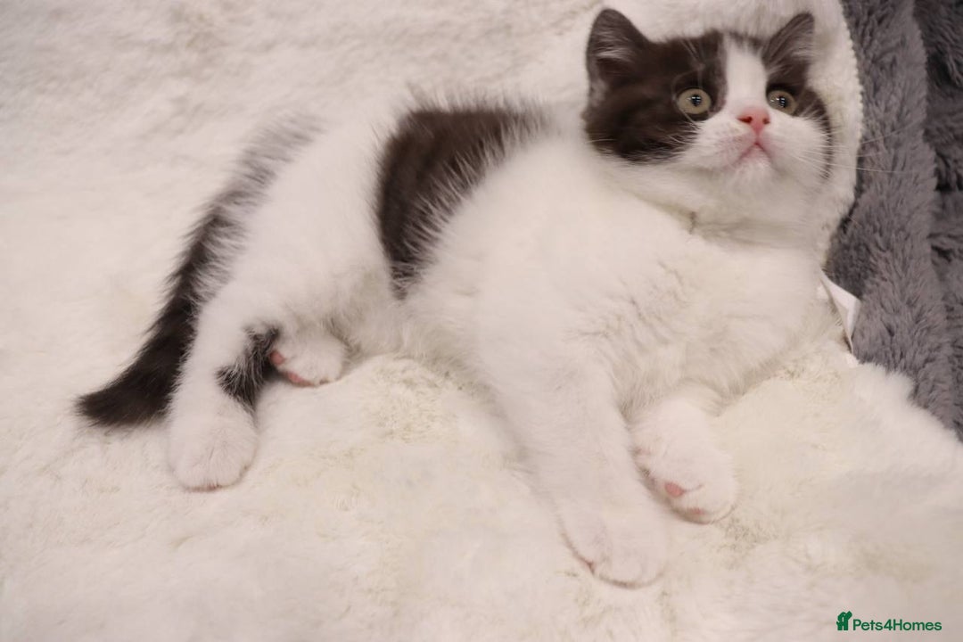 British Shorthair cats for sale: Champion Bloodlines BSH kittens  - Image 14
