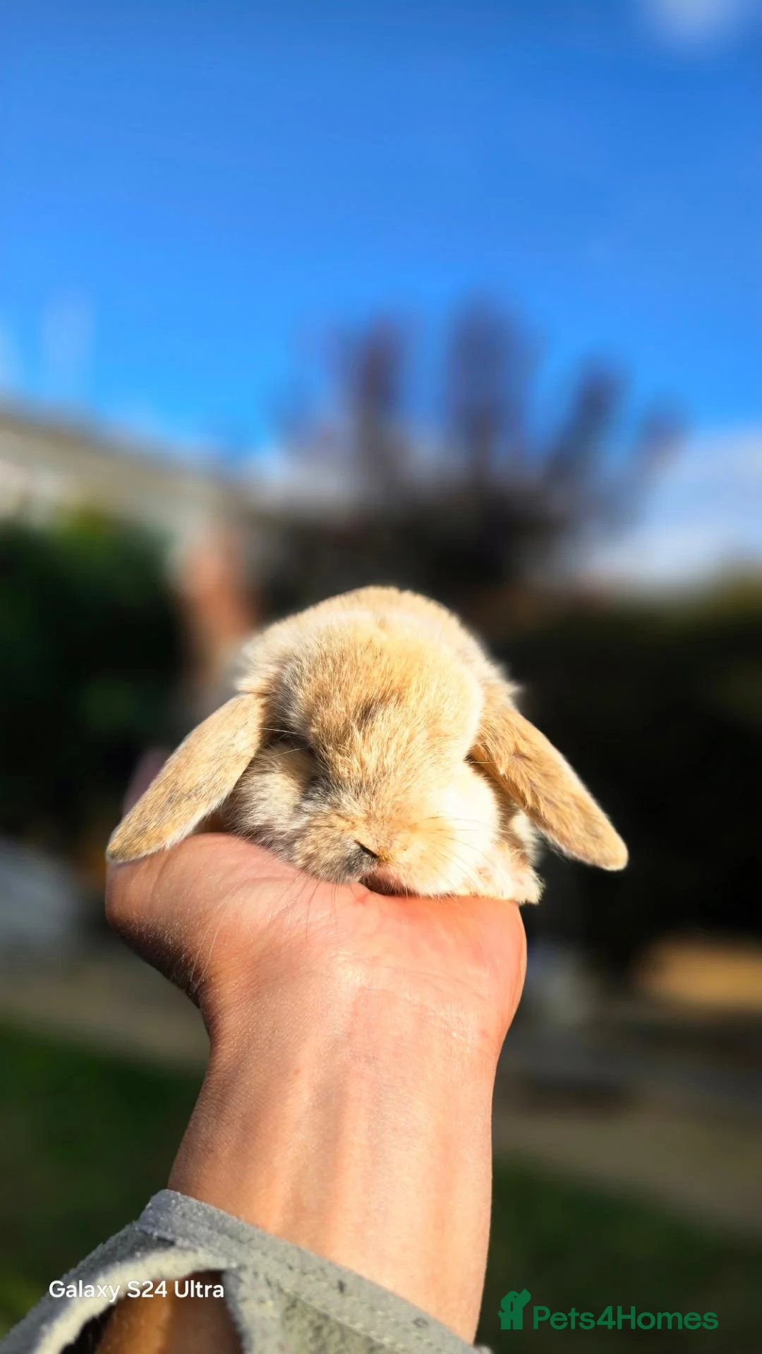 Mini Lop rabbits for sale: Jozsef - Advert 11
