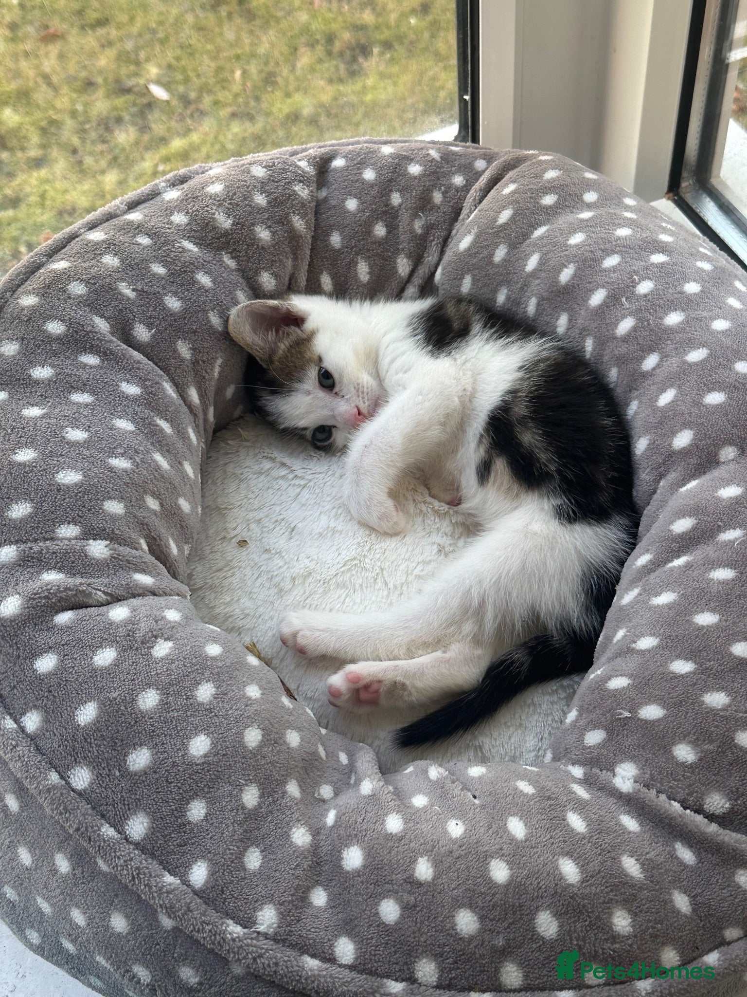 Mixed Breed cats Kitten looking to be homed  - Advert 1