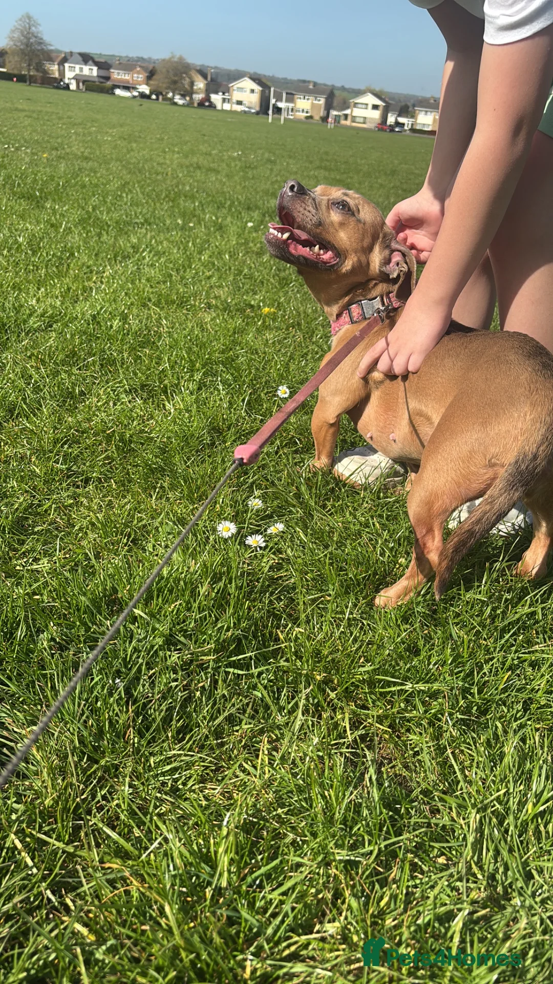 Mixed Breed dogs for sale: French bull weiner  - Advert 2