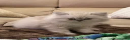 Persian cats for sale: Beautiful Lynx point Persian Himalayan kitten - Advert 6