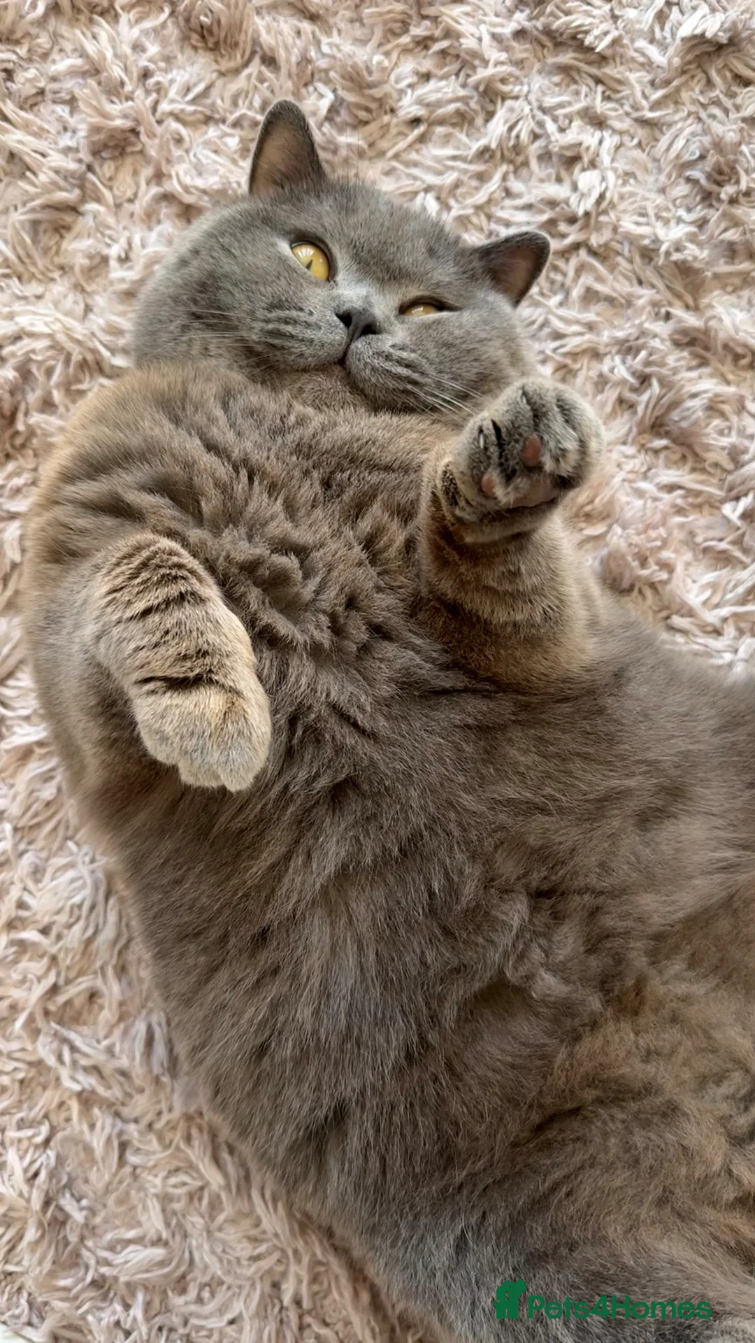 British Shorthair cats for stud: Blue GCCF BSH Stud - Advert 9