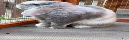 Mini Lop rabbits for sale: Black Harli Mini Lop in Bromley - Advert 3