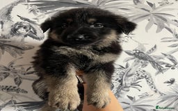 German Shepherd dogs for sale: German shepherd puppies  - Image 23