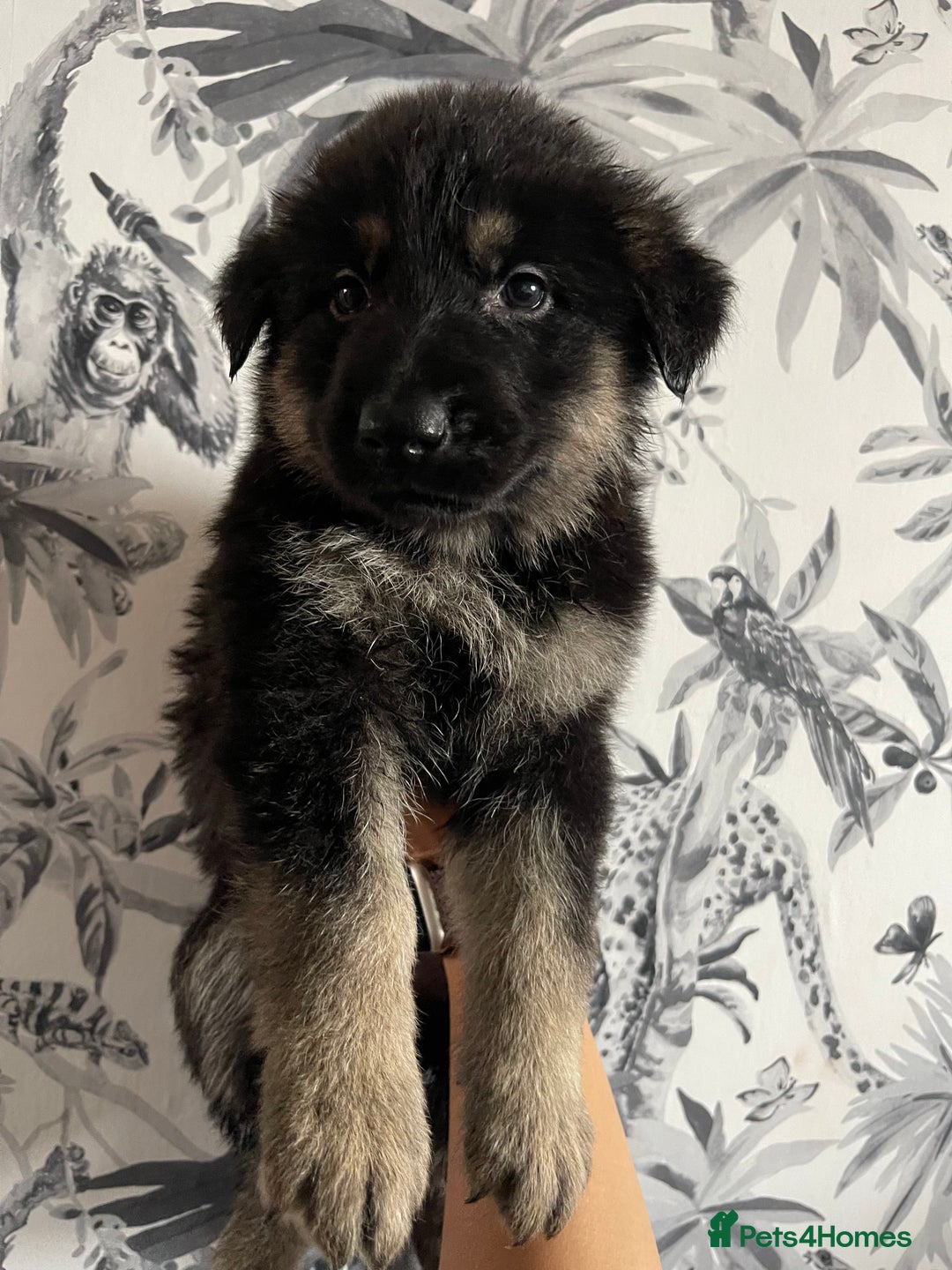 German Shepherd dogs for sale: German shepherd puppies  - Image 23