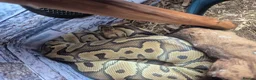 Python Snake reptiles for sale: Female Royal Python - Advert 1