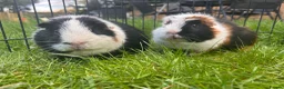 Guinea Pig rodents for sale: Hawk & Panda  - Advert 1