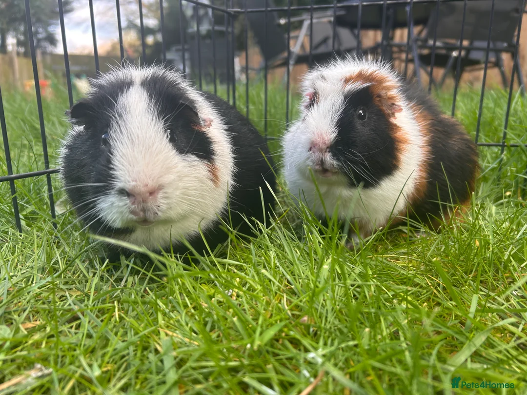Guinea Pig rodents for sale: Hawk & Panda  - Advert 1