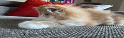 Persian cats for sale: Quality Persian Girls - Available Now - Advert 12