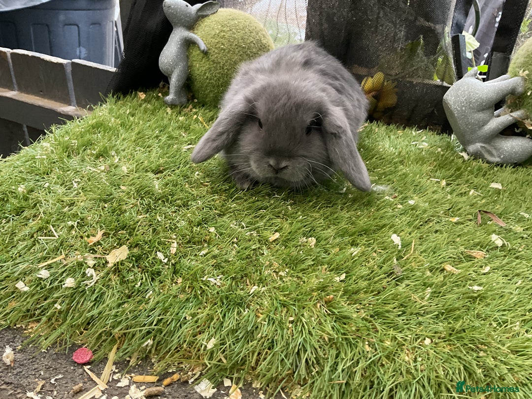 Mini Lop rabbits for sale: Baby mini lops and mini lion lop baby rabbits - Advert 9