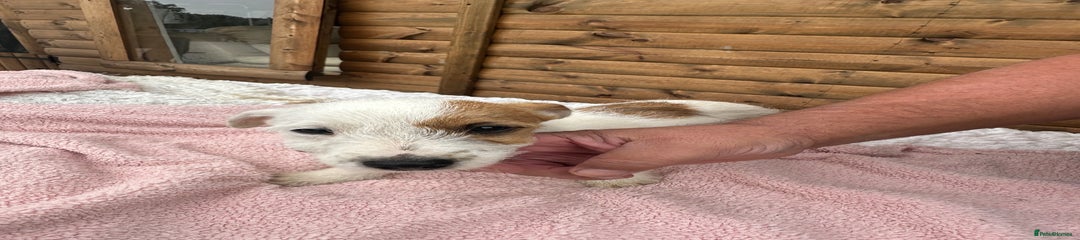 Jack Russell Boy 1