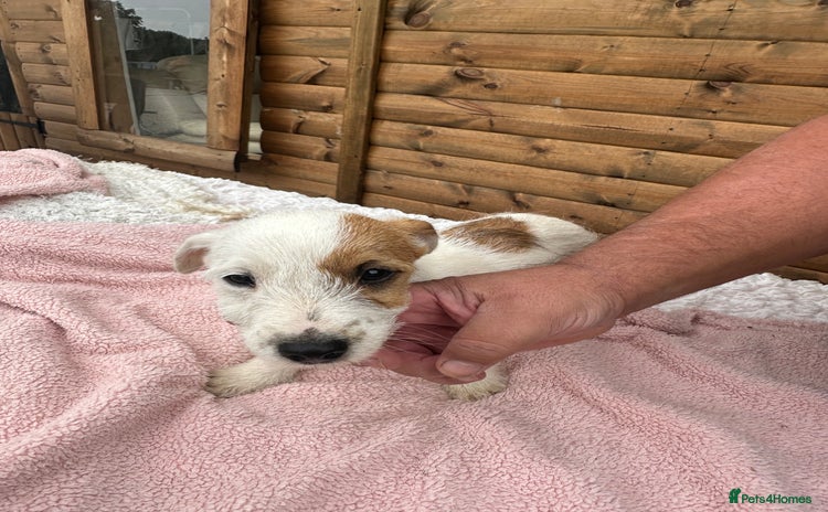 Jack Russell dogs - Advert 3