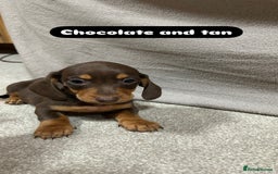 Miniature Dachshund dogs for sale: Stunning pure miniature dachshunds - Image 23