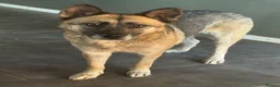 Mixed Breed dogs for adoption: Gorgeous Emilia ready for a new home! - Advert 13
