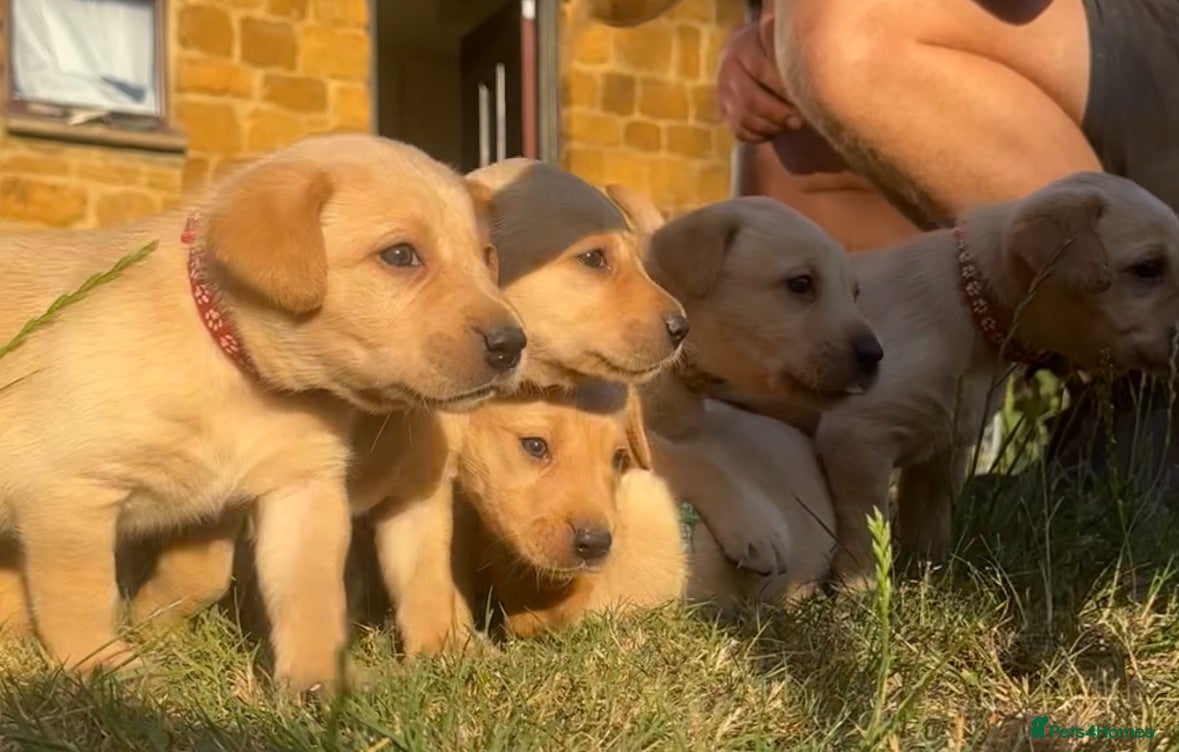 Labrador Retriever dogs KC registered, Yellow Labrador Retriever Puppies - Advert 1