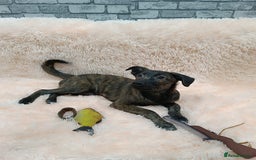 Mixed Breed dogs for adoption: 💙🐶 MILO 🐶💙 - Image 7