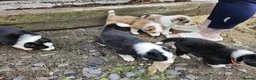 Border Collie dogs for stud: Proven pure bred tri coloured merle collie stud - Advert 14
