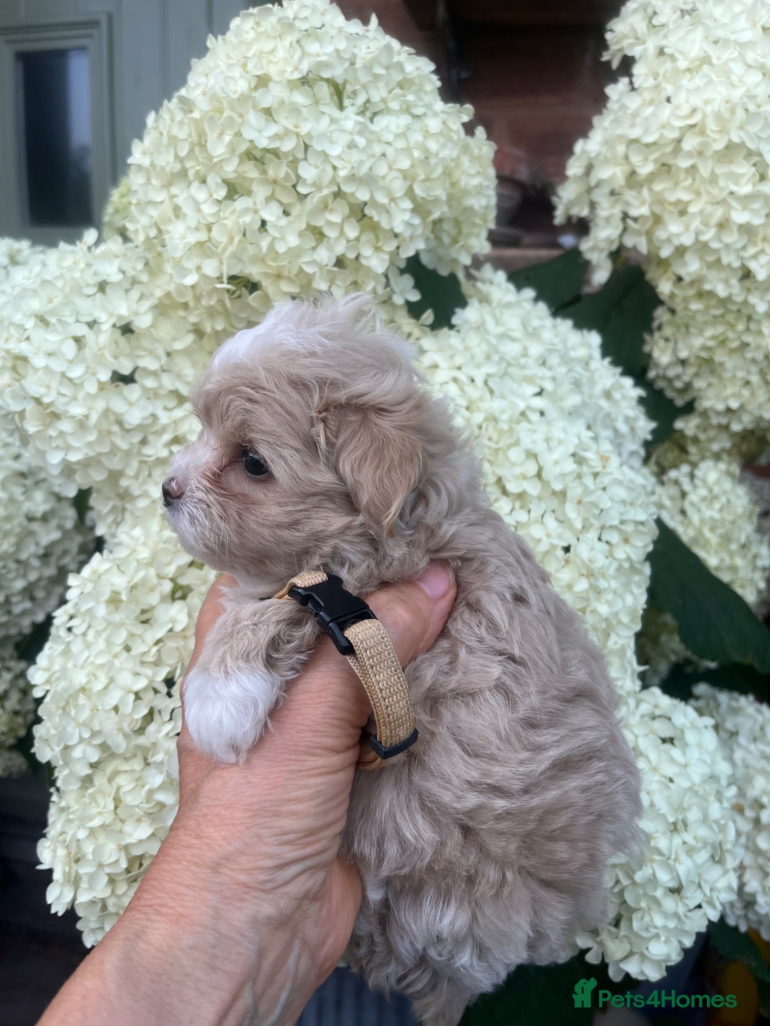 Maltipoo dogs Tiny small f1 Maltipoos  - Advert 2