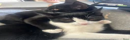 Mixed Breed cats for sale: 2 sister cats lilo and boots  - Advert 13