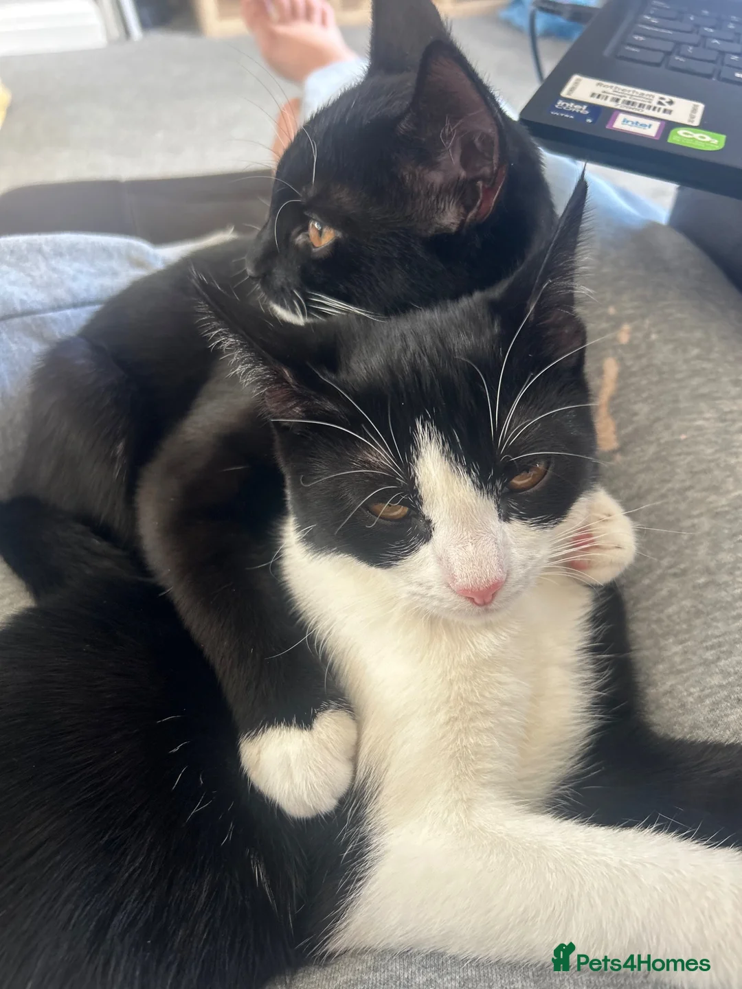 Mixed Breed cats for sale: 2 sister cats lilo and boots  - Advert 13