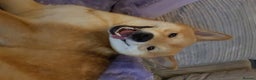 Japanese Shiba Inu dogs for stud: Proven, KC Registered, Shiba Inu Stud in Dewsbury - Advert 4