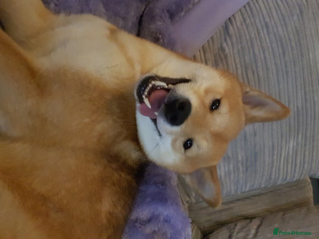Japanese Shiba Inu dogs for stud: Proven, KC Registered, Shiba Inu Stud in Dewsbury - Image 5